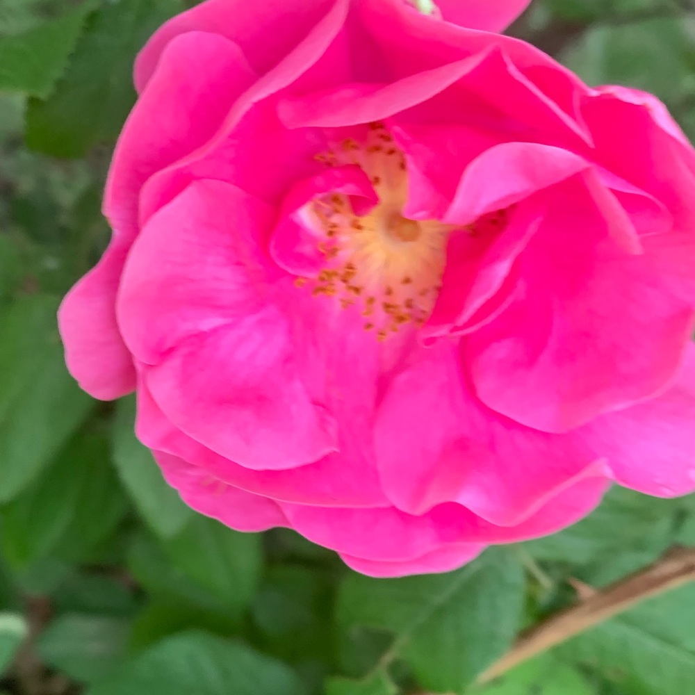 Meet your Posher, Kelsie